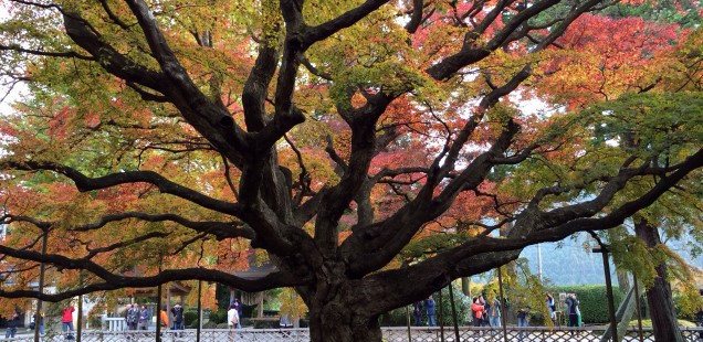 今が盛りの千如寺の大カエデとココロ癒される大悲王院の木造十一面千手千眼観音像に会う萌える秋。