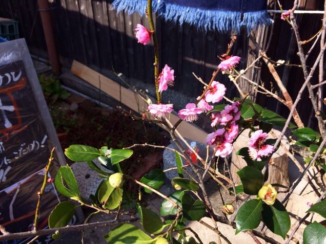 かわいいピンクの花。。。春はすぐそこですね！