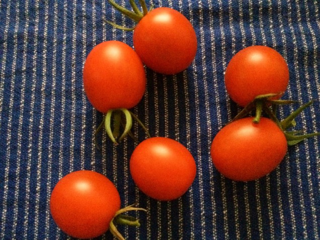 我が家のトマトちゃん。 毎日収穫できる時期になりました。